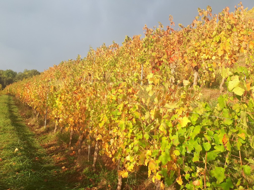 20191019_093118 (Large)