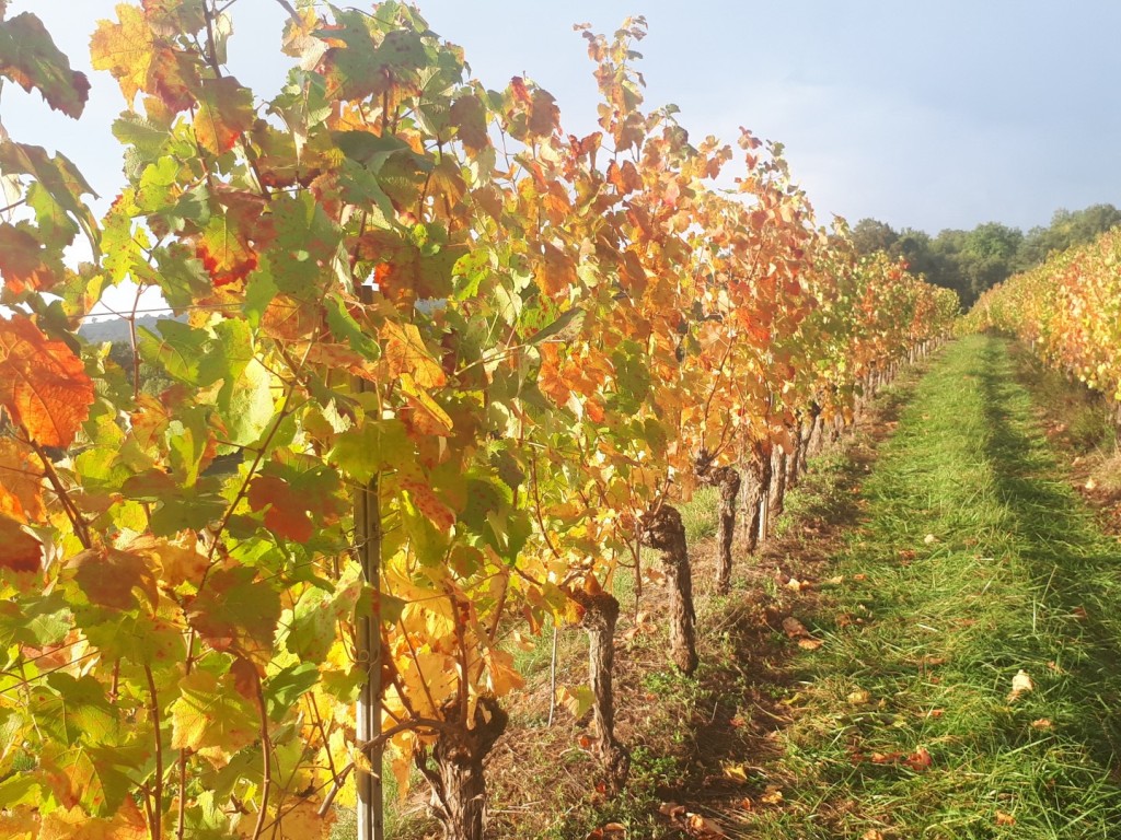 20191019_093127 (Large)