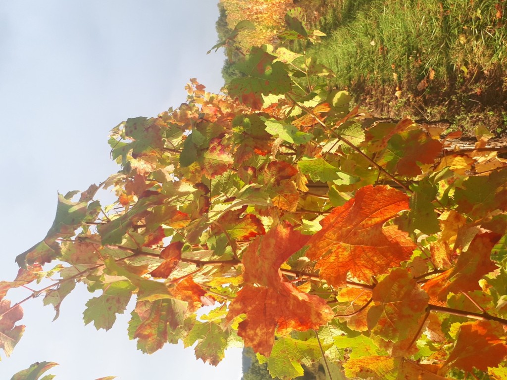 20191019_093137 (Large)