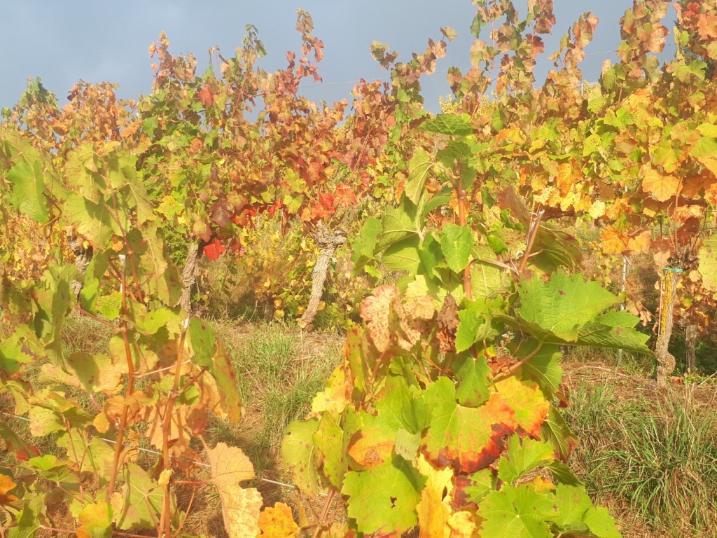 20191019_093152 (Large)