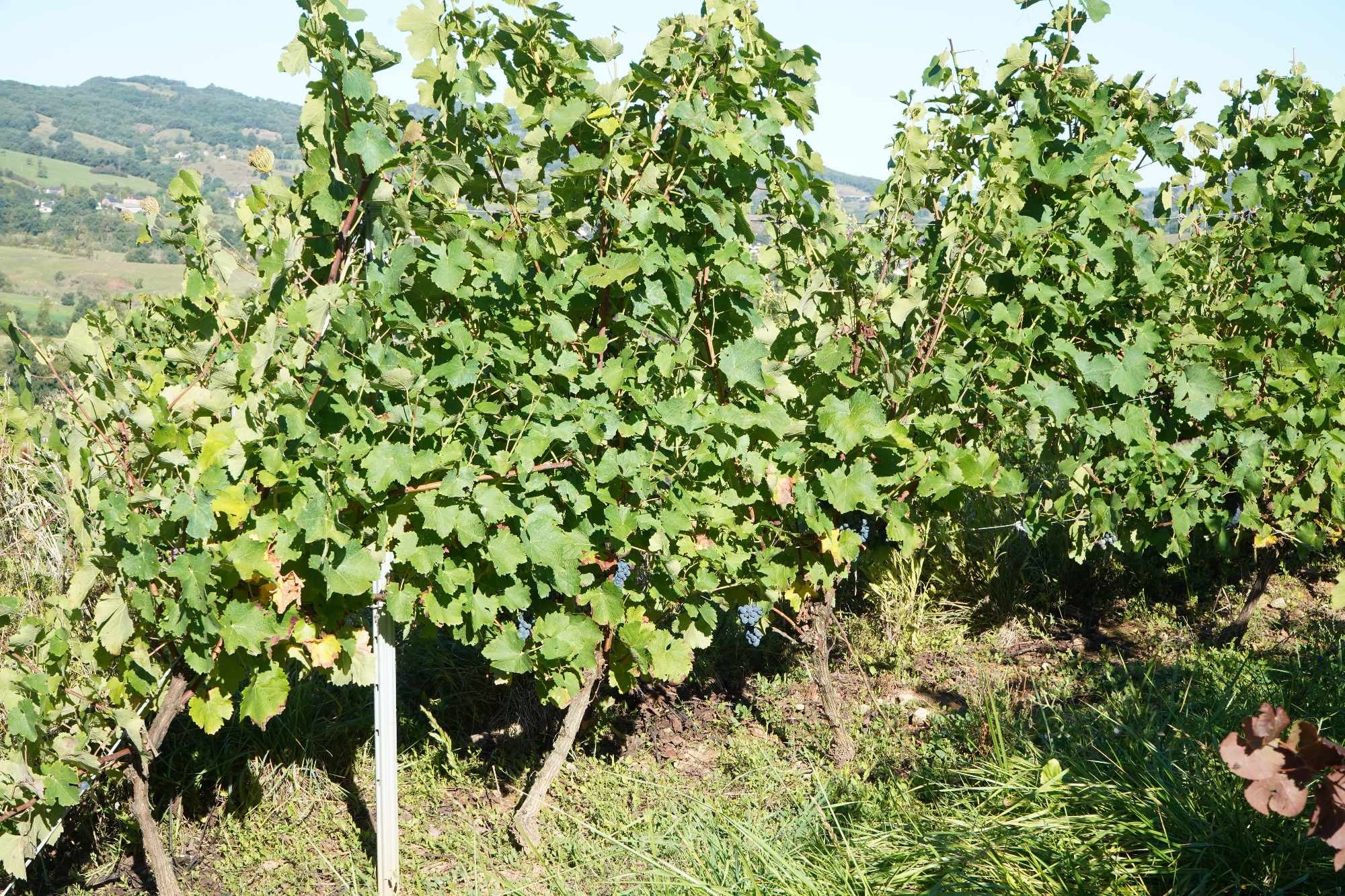 Received 2567830230273327