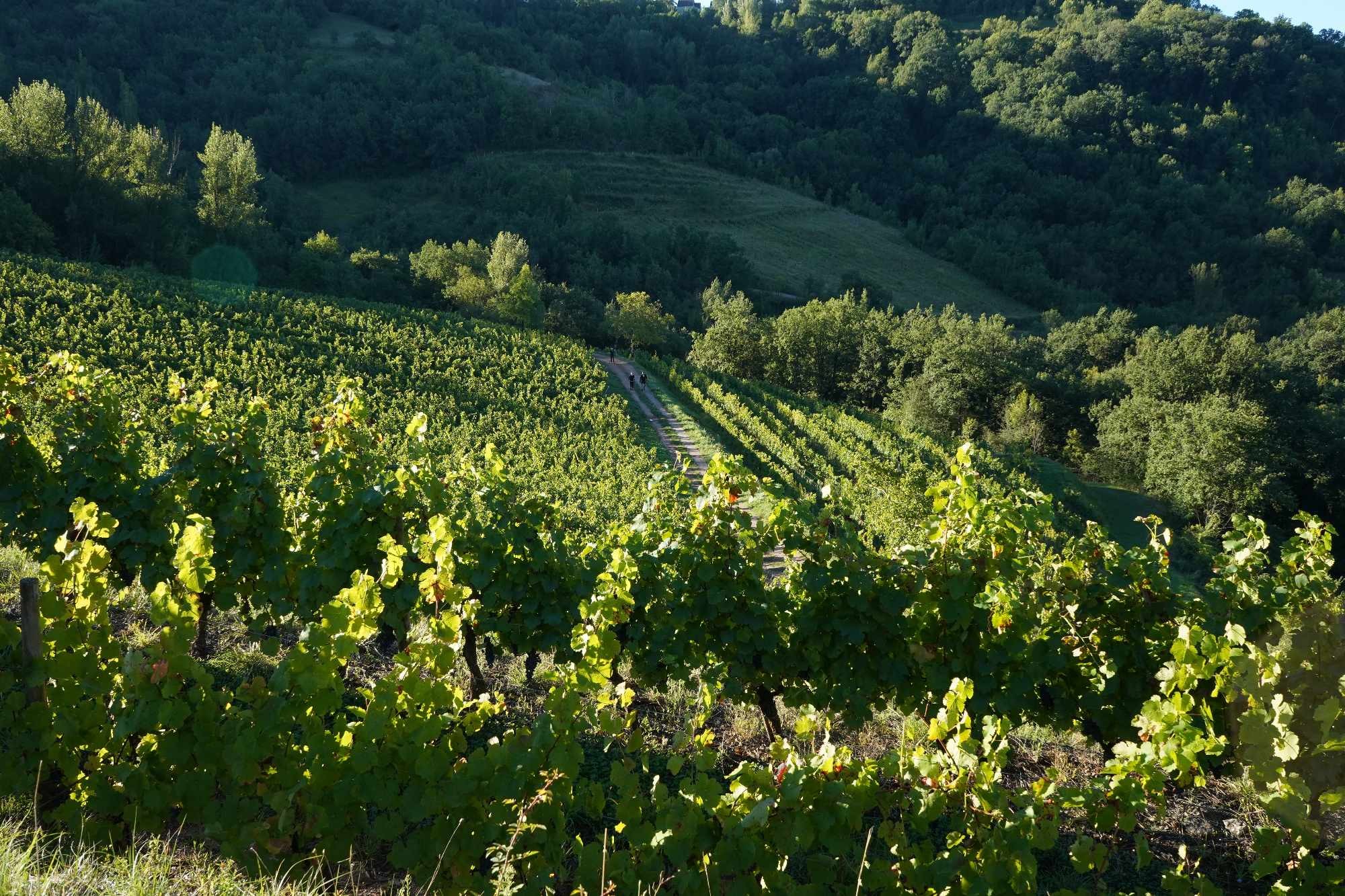 Received 881192570180001