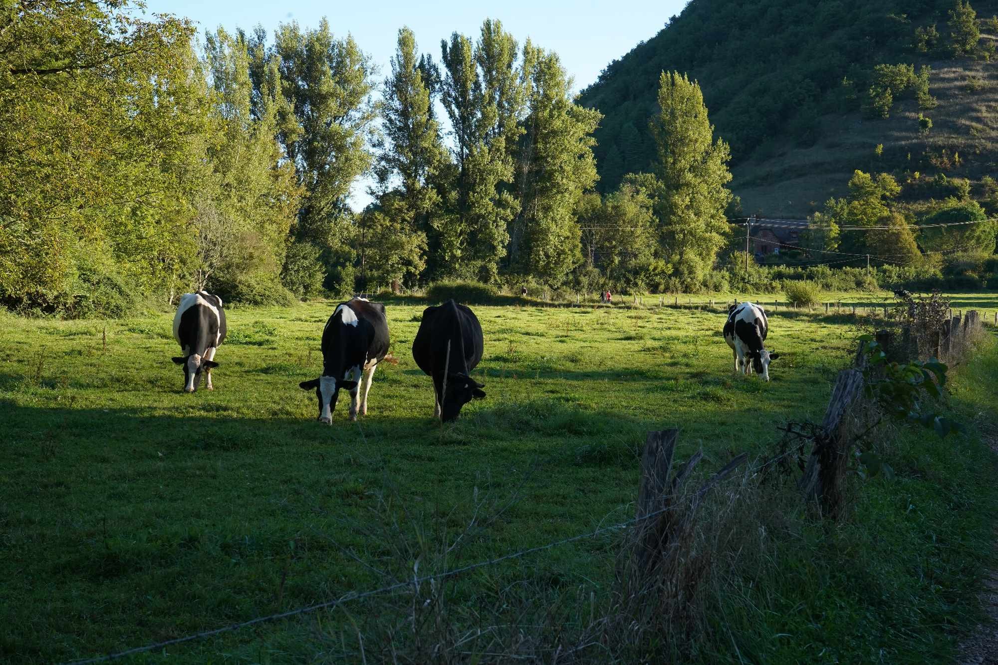 Received 891471866368405