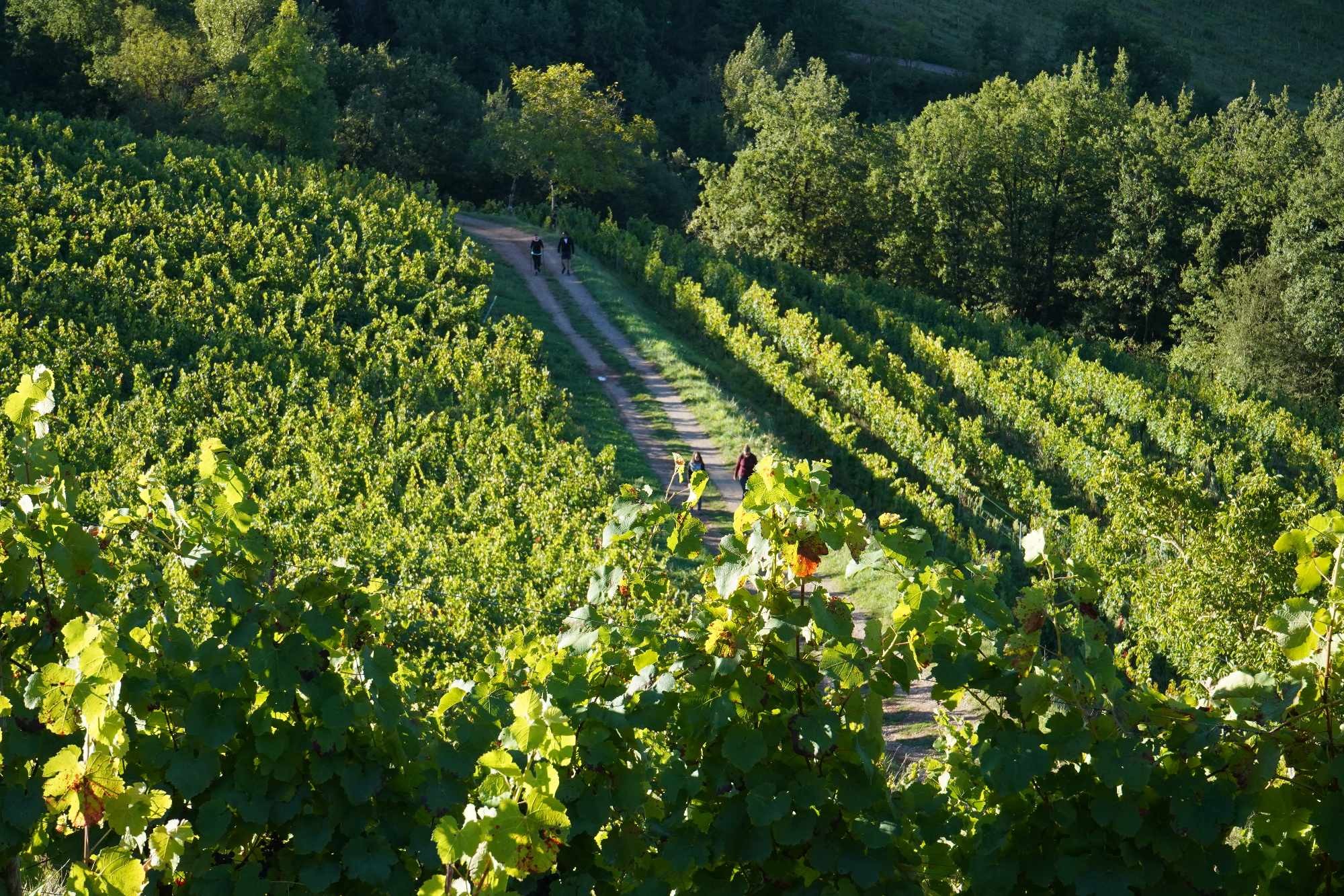 Received 892027206140923