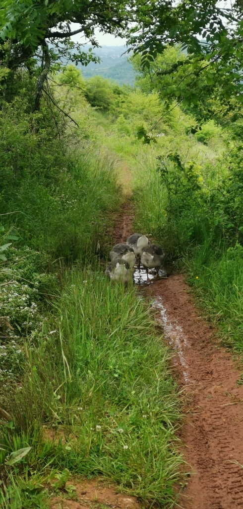 Sortie VTT 19 Mai (7)