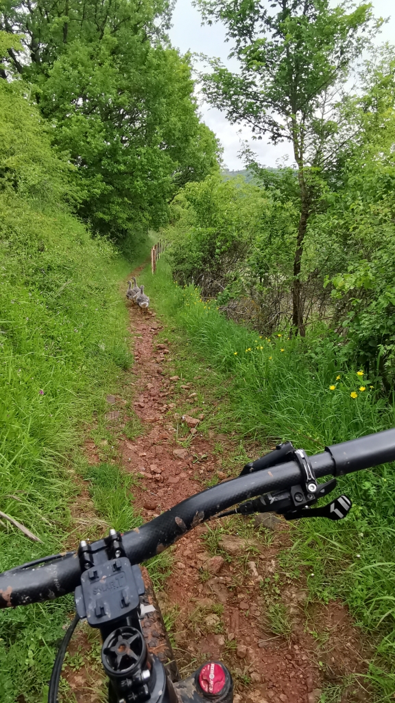 Sortie VTT 19 Mai (8)