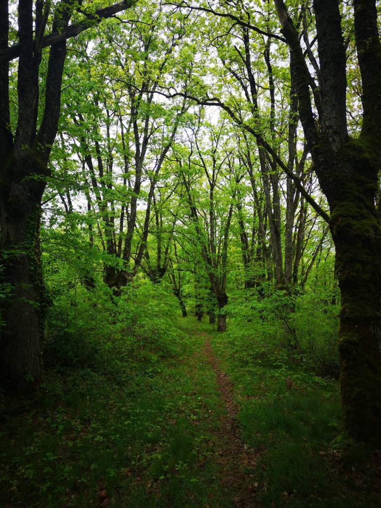 Sortie VTT en Terra Trail Claivaux Bruejouls (2)