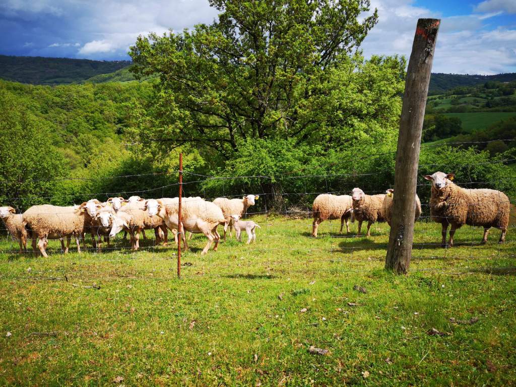 Sortie VTT en Terra Trail Claivaux Bruejouls (3)