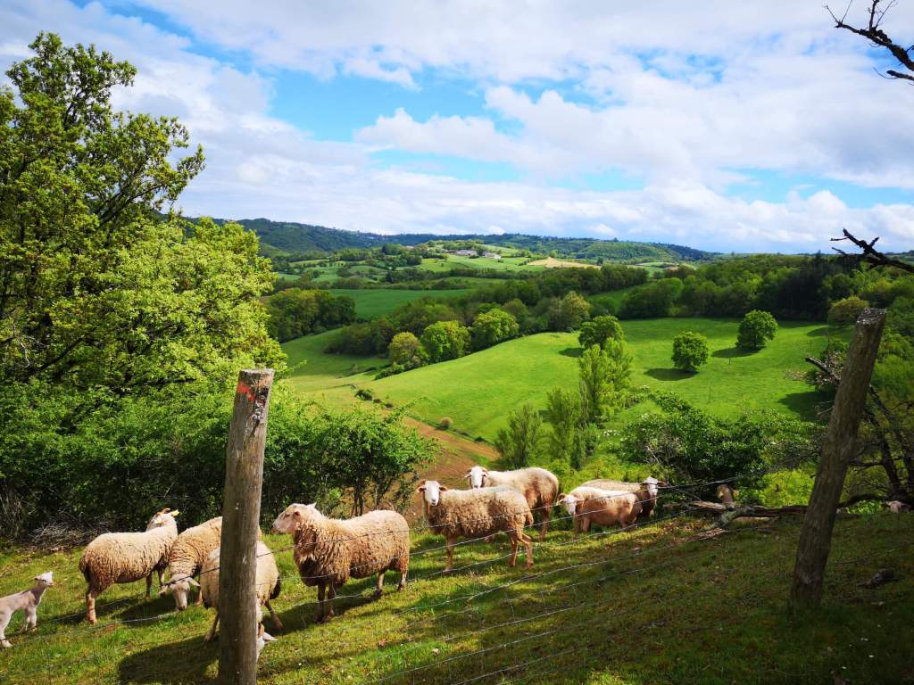 Sortie VTT en Terra Trail Claivaux Bruejouls (4)
