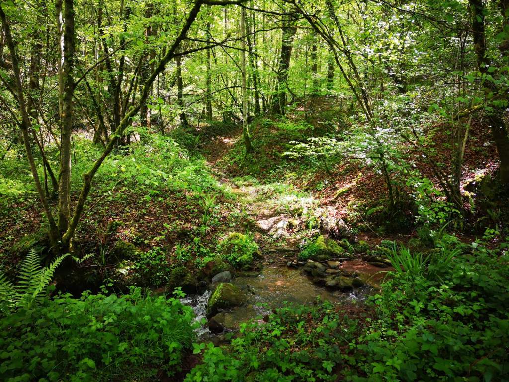 Sortie VTT en Terra Trail Claivaux Bruejouls (5)